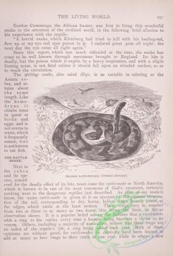 the_living_world-00157 - 176-Prairie Rattlesnake, crotalus durissus