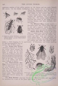the_living_world-00199 - 218-Hawk Fly, Hair-Fly, Alpine Goat Beetle, Flea, Grape Vine Louse, Belly of Louse, Perfect Fly