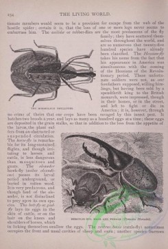 the_living_world-00205 - 224-Mormolyce Phyllodes, Hercules Bug
