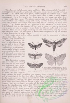 the_living_world-00217 - 236-Blood Drop, Linden Moth, Watch Moth, Flour Moth, Green Leaf