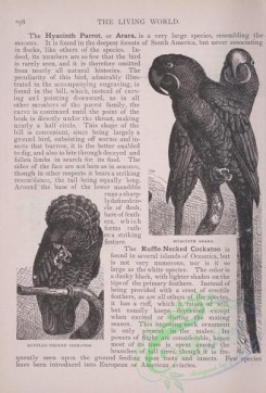 the_living_world-00245 - 265-Hyacinth Arara, Ruffled Necked Cockatoo
