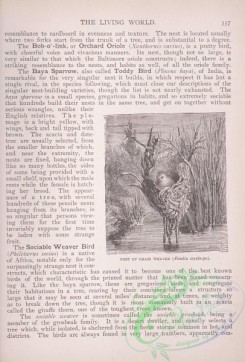 the_living_world-00298 - 318-Grass Weaver, fondia erythrops