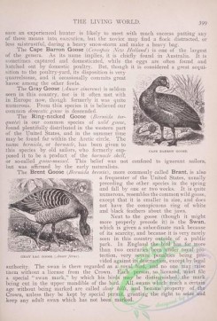 the_living_world-00338 - 359-Cape Barron Goose, Gray Lag Goose, anser ferus