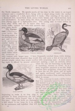 the_living_world-00340 - 361-Duck-Goose, vulpanser tadorna, Cormorant, Goose Sawyer