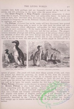 the_living_world-00350 - 371-Great Auk, alca nupennis, Penguins, aptenodytes patagonica