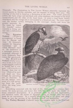 the_living_world-00380 - 401-Bearded Vulture, gypaetos barbatus, Monk's-Gown Vulture, vultur monachus
