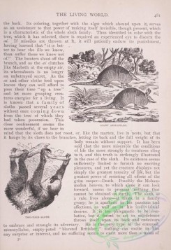 the_living_world-00415 - 437-Giant Armadillo, Two-toed Sloth