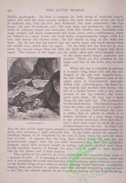 the_living_world-00421 - 443-Alpine Marmot