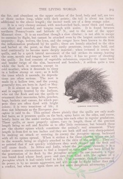 the_living_world-00432 - 454-Common Porcupine