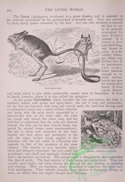 the_living_world-00433 - 455-Kangaroo Rat, Skunk, mephitis mephitica