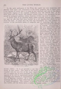the_living_world-00495 - 522-Red Deer, cervus elaphus