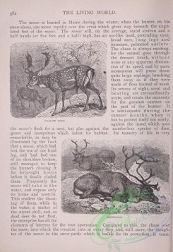 the_living_world-00497 - 524-Fallow Deer, Reindeer