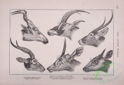the_living_world-00513 - 540-Heads of African Antelopes, Hartebeest, Blesbok, Bastard Gemsbok, Kala Bok, Water Bok, Bluebok
