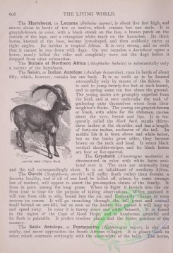 the_living_world-00523 - 550-Alpine Ibex, capra ibex