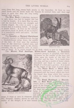 the_living_world-00524 - 551-Himalayan Ibex, Mouflon, ovis musimon
