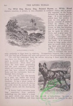 the_living_world-00557 - 584-Jackals robbing a grave, Hyaena Hound, lycaon pictus
