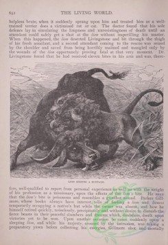 the_living_world-00566 - 594-Lion Seizing a Buffalo