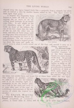 the_living_world-00573 - 601-Wild Cheetah, African Leopard, Ingwe