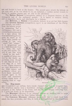 the_living_world-00604 - 633-Macaques