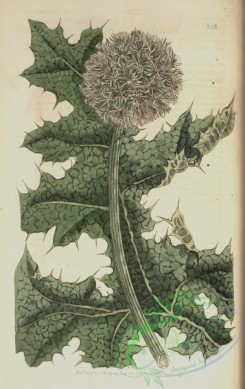 thistle-00041 - 356-echinops paniculatum, Tartarian Globe-thistle [3084x4894]