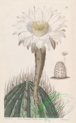 thistle-00051 - 013-cereus leucanthus, White Torch-thistle [2621x4222]