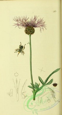 thistle-00080 - Great Knapweed - centaurea scabiosa [1918x3561]