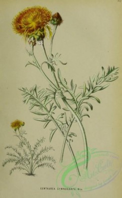 thistle-00110 - centaurea gymnocarpa [2830x4586]