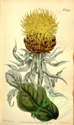 thistle-00130 - 1248-centaurea macrocephala, Large-headed Yellow Centaury [1950x3285]