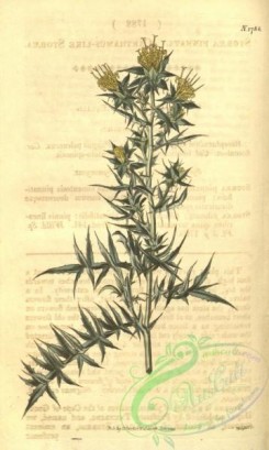 thistle-00133 - 1788-stobaea pinnata, Carthamus-like Stobaea [1906x3182]