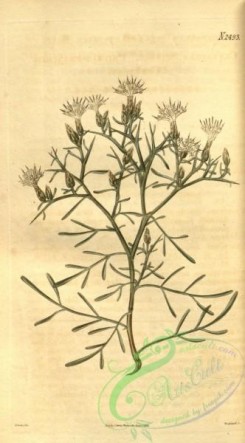 thistle-00140 - 2493-centaurea spinosa, Prickly-branched Centaury [1798x3246]