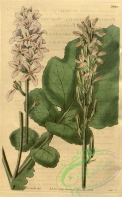 thistle-00145 - 3309-francoa sonchifolia, Sow-thistle-leaved Francoa [1990x3221]