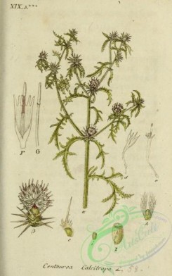 thistle-00197 - centaurea calcitrapa [1871x2992]