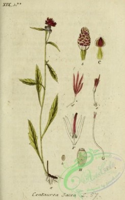 thistle-00199 - centaurea jacea [1871x2992]