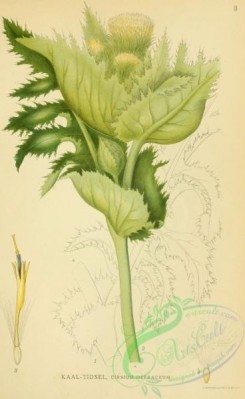 thistle-00214 - centaurea jacea [1860x2943]