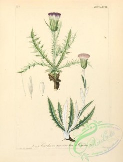 thistle-00224 - cirsium spinosissimum [1898x2895]