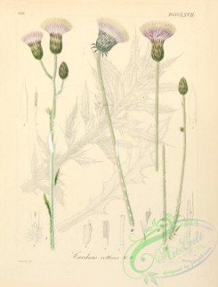 thistle-00226 - 112-chenopodium bonus henricus, beta maritima, spinacia oleracea, basella rubra, blitum virgatum, salsola kali, salicornia herbacea [2213x3727]