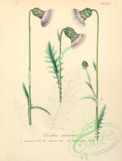 thistle-00228 - carlina acaulis, cirsium arvense, onopordon acanthium, centaurea scabiosa [2214x3149]