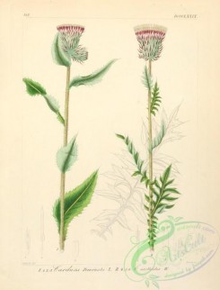 thistle-00233 - 442-Prickly Glasswort, salsola kali [2015x3540]
