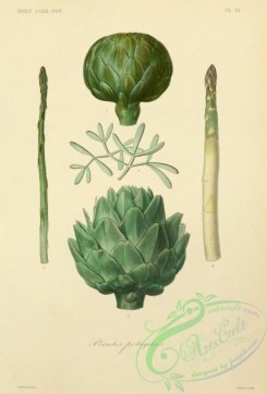 thistle-00505 - 010-cynara scolymus viridis, crithmum maritimum, asparagus officinalis