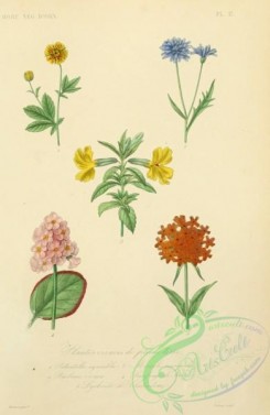 thistle-00530 - potentilla amoena, centaurea montana, mimulus moschatus, saxifraga crassifolia, lychnis chalcedonica