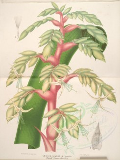 tillandsia-00049 - vriesea gigantea [4395x5846]