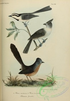 tits-00016 - Mountain Titmouse or Mountain Chickadee or White-browed Chickadee, parus montanus, Oak or Cape Titmouse, parus inornatus, chamoea fasciata