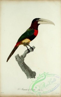 toucans-00056 - aracari