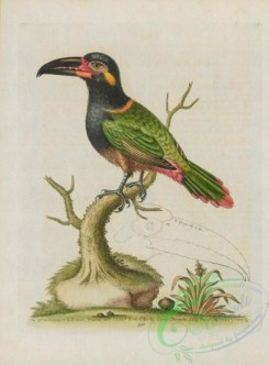 toucans-00060 - 330-Green Toucan, toucan viridis
