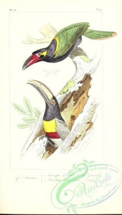 toucans-00063 - ramphastos piperivorus, aracari grigri