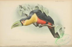 toucans-00065 - Green Billed Toucan, ramphastos dicolorus