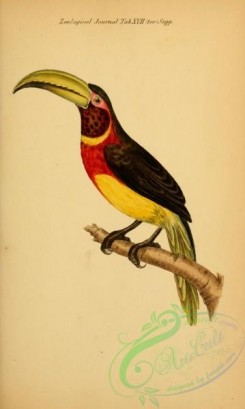 toucans-00068 - pteroglossus azarae