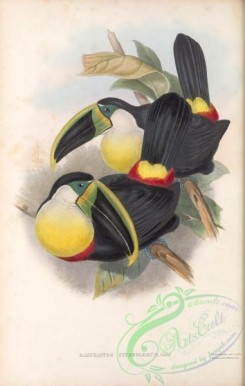 toucans-00107 - 009-ramphastos citreolaemus