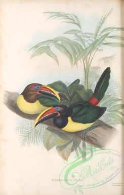 toucans-00122 - 024-pteroglossus viridis