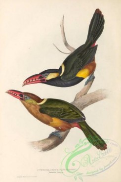 toucans-00171 - 022-Natterer's Aracari, pteroglossus nattereri